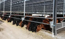 Bakanlık duyurdu: 2027’de 480 bin baş besilik sığır gelecek