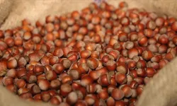Fındık piyasasına sıkı denetim! Ticaret Bakanlığı, Ordu ve Giresun'da müfettiş görevlendirdi