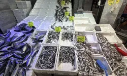 Karadeniz’de balık bolluğu: Palamut 50 liraya düştü
