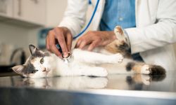 Evdeki bu yiyecekler kedi ve köpekleri zehirleyebilir!