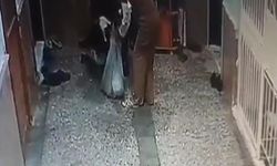 Kedileri çuvallara koyup götürdüler! Konya'daki kan donduran görüntü güvenlik kamerasında