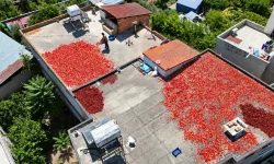 Kavurucu sıcakta zorlu mesai! Tek başına 500 kilo hazırlıyor