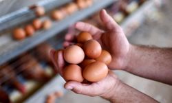Yumurtada gözden kaçan tehlike! Bu işareti görürseniz sakın almayın