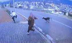Bursa'da köpek dehşeti kamerada: Çocuk kaçarken bacağını kırdı