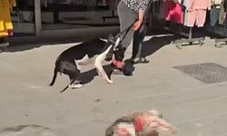 Esenyurt'ta pitbull kediyi parçaladı, sahibi "Ne yapayım köpek bu" dedi!