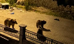 Ayıyı görünce dayanamadı! “Hele tipine bak”