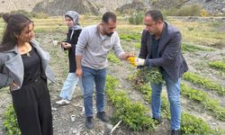 Hakkâri’de bir ilk! 1.350 rakımda bakın ne yetişti