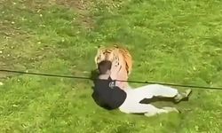 Hayvanat bahçesinde dehşet! Kaplanların bulunduğu alana giren şahıs hayatını kaybetti