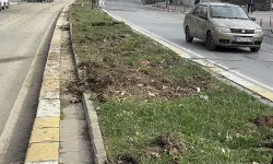 İBB’nin tramvay projesinde ağaç tepkisi: “Gece gelip kestiler”