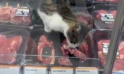 Markette et skandalı! Kedi et paketini açıp yedi, cezası 52 bin 800 TL oldu