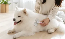Kışın tüyleri kısaltmak doğru mu? Kedi ve köpek sahipleri dikkat