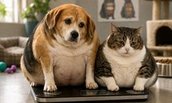 Kediniz ya da köpeğiniz kiloluysa dikkat! Uzmanı uyardı