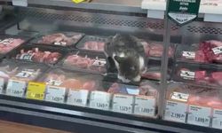 Markette pes dedirten görüntü! Kedi etleri böyle yedi
