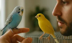 Muhabbet kuşu besleyenler dikkat! Bu davranışların anlamını biliyor musunuz?