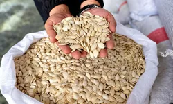 Nevşehir’in tescilli kabak çekirdeği üretimi büyüyor