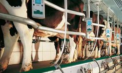 47 yıllık kooperatif konkordatoyla ayakta kalmayı hedefliyor