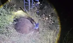 Tunceli-Erzincan yolunda ayı bir anda yola çıktı: Cip çarptı, sürücü yara almadı