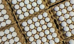 Türkiye'nin yumurta ihracatı yüzde 54 artarak 418 milyon dolara çıktı