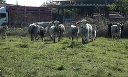 Bursa’da yetiştiriliyor! Yerli boz ırk sığırlar orman yangınlarına da çözüm olabilir