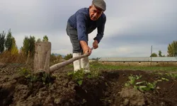 Marketi bıraktı safrana başladı: Kilosu 900 bin liraya satılıyor