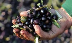 Zeytin üreticisinin gözü fiyatta: Kilosu 60 TL’ye kadar çıkıyor