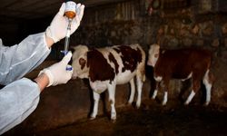 Şap vakası alarmı: 11 yerleşim yerinde 30 günlük yasak kararı
