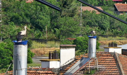 Kastamonu'da İtfaiye Ekipleri Leylek Yuvasını Yeniledi