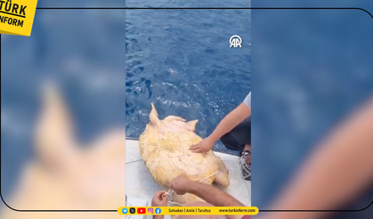 Misinaya dolanan caretta caretta kurtarıldı