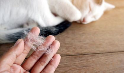 “Kedi tüyü öldürdü” iddialarına uzmanlardan net yanıt
