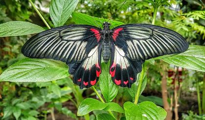 Tropikal Kelebek Bahçesi ziyaretçi akınına uğradı: Turistler buraya bayılıyor
