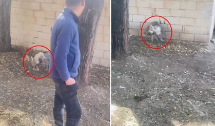 Van’da yavru kurdun tasmayla bağlanması tepki çekti