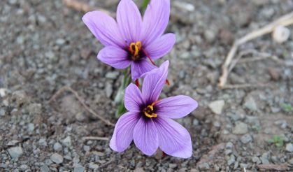 Dünyanın en pahalı baharatı: İskilip'ten altın değerinde hasat!