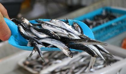 Türkiye hamside rekor kırdı: En çok bu ülkelere ihracat yapıldı!