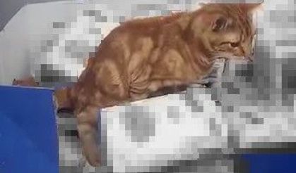 Sultangazi’de markette skandal görüntü: Kedi un paketlerinin üzerine tuvaletini yaptı!