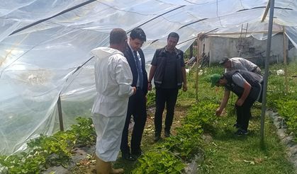 Bilecik'te çilek hasadı üreticiyi sevindirdi