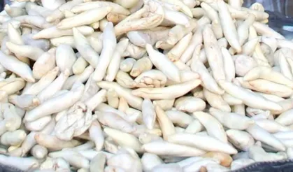 Bu sakız sağlığa yararıyla ilgi çekiyor