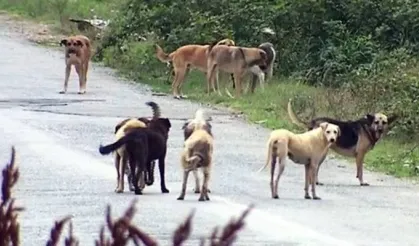 Erzurum'da Bakan Çiftçi'den sokak köpekleri için örnek hizmet