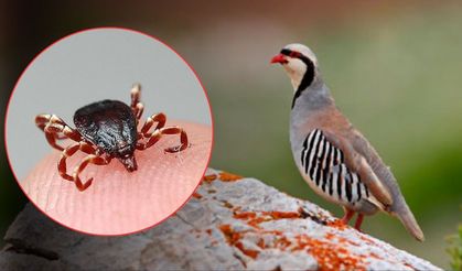 Keneyle doğal mücadele: Keklikler doğaya bırakıldı