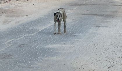 Şanlıurfa'da sokak köpeği dehşeti:  3 yaşındaki çocuk hastanelik oldu