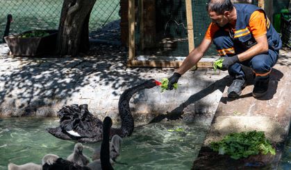 Başkentte kuğu ailesi büyüdü! 4 yavru dünyaya geldi