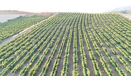 Göç veren köy 200 yıllık mirasına sarıldı: Destekle 4 katına çıktı