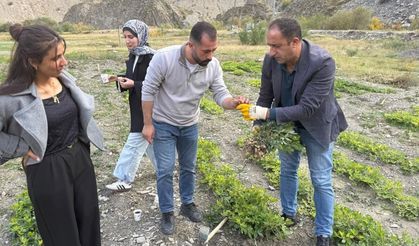 Hakkâri’de bir ilk! 1.350 rakımda bakın ne yetişti