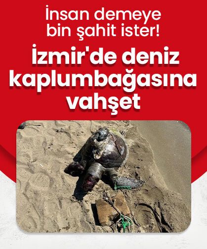 İnsan demeye bin şahit ister: İzmir'de deniz kaplumbağasına vahşet!