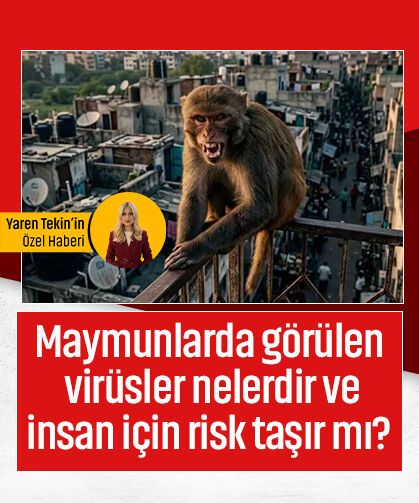 Maymunlarda görülen virüsler nelerdir ve insan için risk taşır mı? Enfeksiyon Uzmanı uyardı!