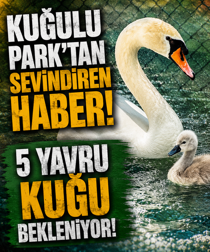 Kuğulu Park'tan sevindiren haber! 5 yavru kuğu bekleniyor