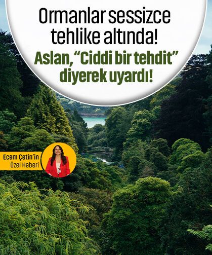 Ormanlar sessizce tehlike altında! Aslan, “Ciddi bir tehdit” diyerek uyardı!