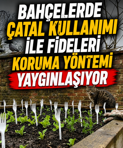 Bahçelerde Çatal Kullanımı ile Fideleri Koruma Yöntemi Yaygınlaşıyor