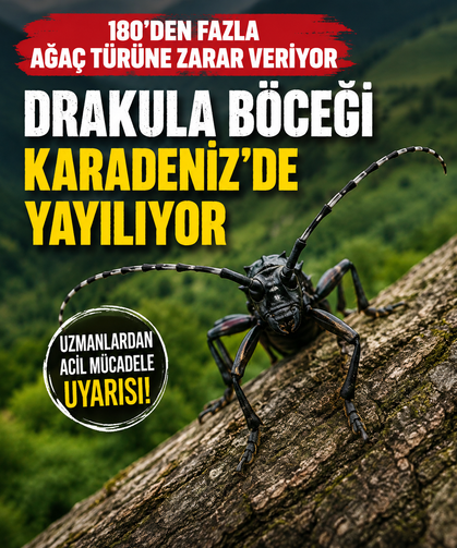 Fındığı tehdit eden 'Drakula' böceği Karadeniz'de yayılıyor