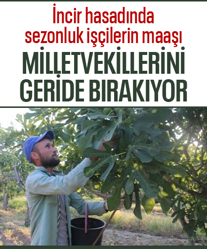 İncir hasadında dikkat çeken kazanç: Mevsimlik işçilerin aylık geliri milletvekili maaşını geçti!