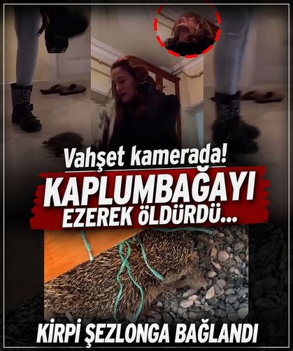 Vahşet kamerada! Kirpi şezlonga bağlandı... Kaplumbağayı ezerek öldürdü: "Öleceksin, çok mutluyum"